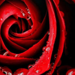 Parocka з міста Київ