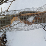 Qarbon з міста Київ